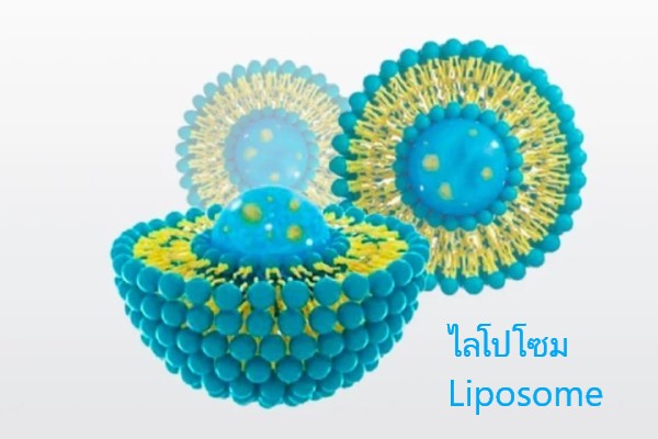 ไลโปโซม (Liposome) คืออะไร